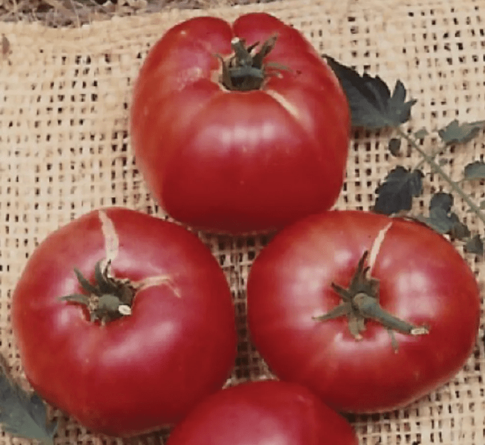 german johnson tomato